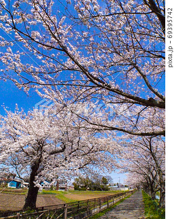 中庄内桜並木 中庄内桜並木 69395742