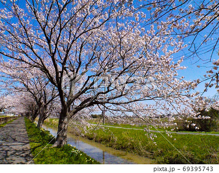 中庄内桜並木 中庄内桜並木 69395743