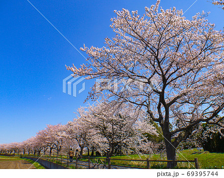 中庄内桜並木 69395744