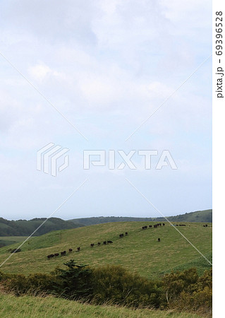 北海道　宗谷地方　牛の行列 69396528