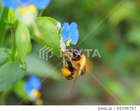 マルハナバチ 69396767
