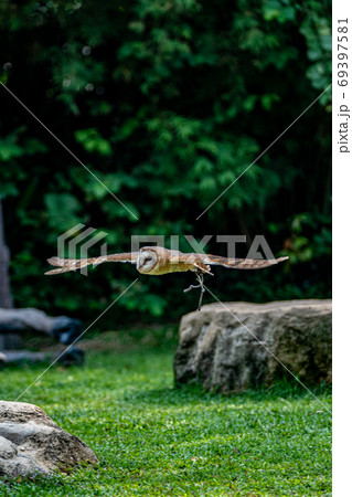 飛翔中のメンフクロウ 69397581