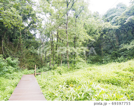 関東の秘境の湘南三浦半島の原風景小網代の森の初秋(曇) 関東の秘境の湘南三浦半島の原風景小網代の森の初秋(曇) 69397755
