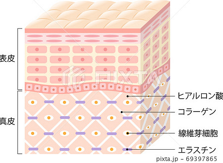 肌の断面図　立体 69397865