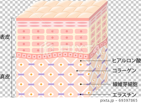 肌の断面図　立体 69397865