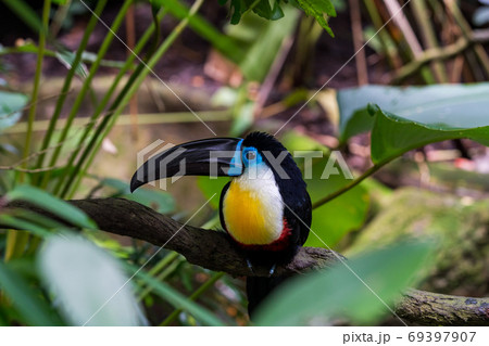 ヒムネオオハシ 69397907