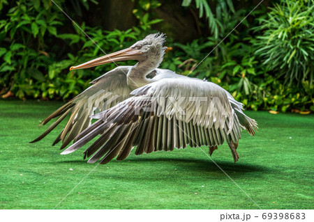 飛翔するペリカン 飛翔するペリカン 69398683