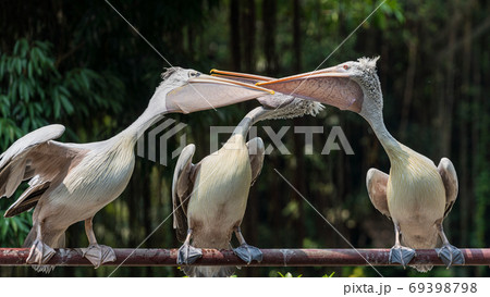 餌を狙うペリカン 餌を狙うペリカン 69398798