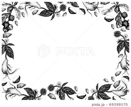 Hand Drawn Frame of Macadamia with Siberian Ginseng Hand Drawn Frame of Macadamia with Siberian Ginseng 69399370