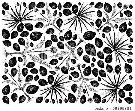 Hand Drawn Background of Saw Palmetto Berries with Coneflowers Hand Drawn Background of Saw Palmetto Berries with Coneflowers 69399381
