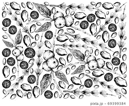 Hand Drawn Background of Equisetum and Black Walnut Palnts 69399384