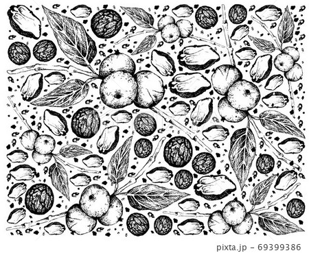 Hand Drawn Background of Black Walnuts on A Branch Hand Drawn Background of Black Walnuts on A Branch 69399386