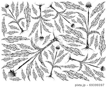 Hand Drawn Background of Echinacea or Coneflowers Plant 69399397