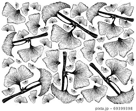 Hand Drawn Background of Ginkgo Biloba Plant and Leaves 69399398