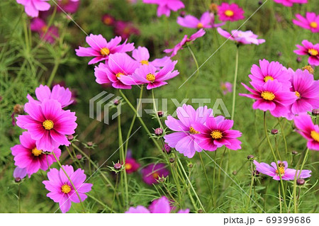コスモス畑で咲き競うピンク色の秋の花 69399686