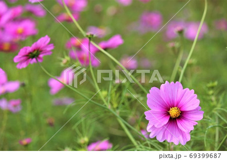 亀岡夢コスモス園で多く咲くピンク色の花の写真素材