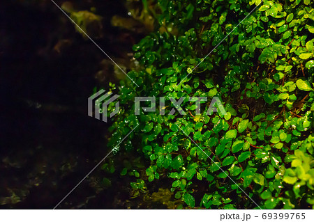 熱帯の葉っぱのアップ 69399765
