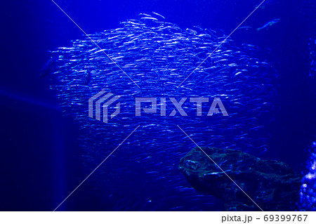 水族館の魚のいわし 水族館の魚のいわし 69399767