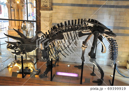 イギリス ロンドン 自然史博物館 恐竜骨格の写真素材