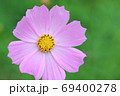 クローズアップされた一輪のコスモス 69400278