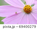 花びらにクモがいるコスモス 69400279