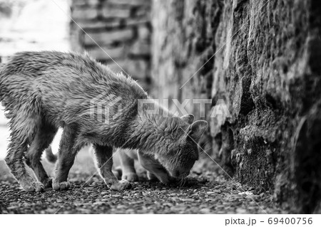 Stray cats eating on the street Stray cats eating on the street 69400756