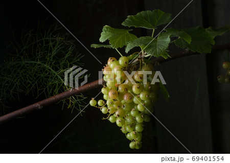 Landscape red branch and fennel leads to large hanging bunch of currants. 69401554