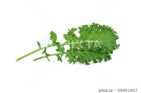 kale leaf isolated on white background kale leaf isolated on white background 69401937
