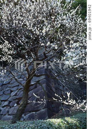 皇居の梅林坂と石垣 69401942