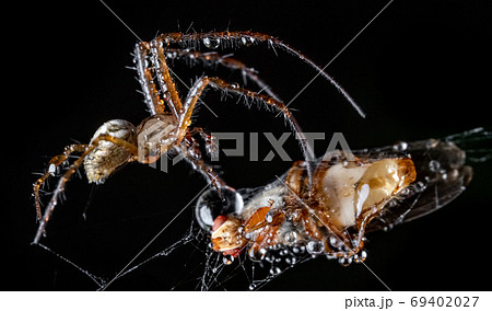 Close up macro shot of a spider grabbed the victim 69402027
