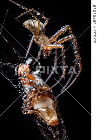 Close up macro shot of a spider grabbed the victim 69402029
