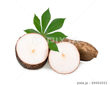 cassava with leaf isolated on white background 69402032