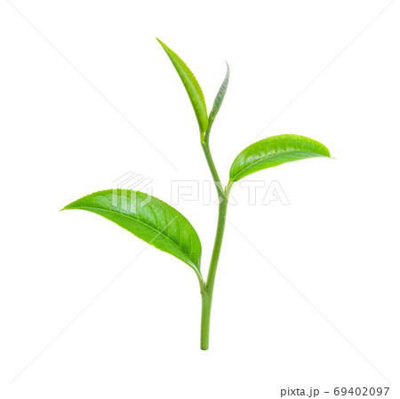 green tea leaf isolated on white background 69402097