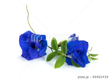 butterfly pea, blue pea, or asian pigeonwings flower isolated on butterfly pea, blue pea, or asian pigeonwings flower isolated on 69402439