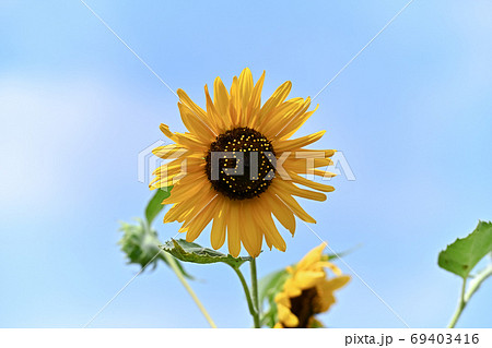 夏イメージの向日葵 69403416