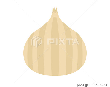 玉ねぎのイラスト 玉ねぎのイラスト 69403531