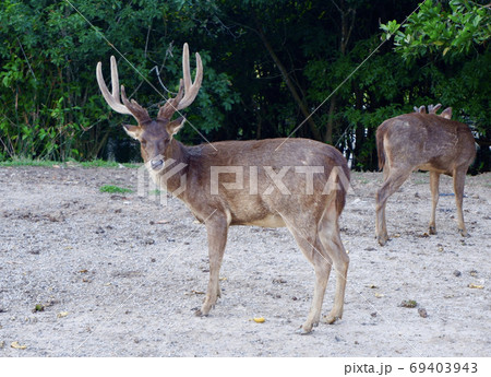 Reindeer in natural habitat in summer season. Reindeer in natural habitat in summer season. 69403943