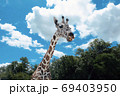 Close up head of young giraff in zoo with trees and blue sky. 69403950
