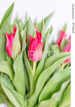 Close-up for red tulip flower. 69404950