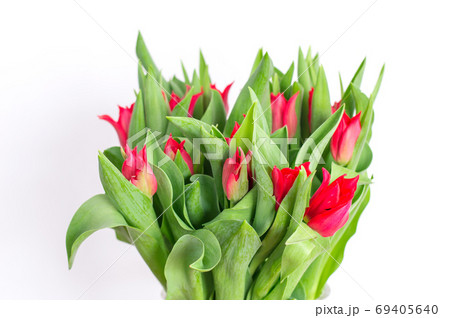 Beutufull red tulip flower on white background. Beutufull red tulip flower on white background. 69405640