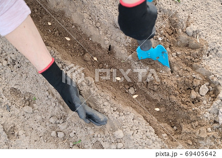 Springtime spring seasonal work, planting in cultivated soil of pumpkin seed Springtime spring seasonal work, planting in cultivated soil of pumpkin seed 69405642