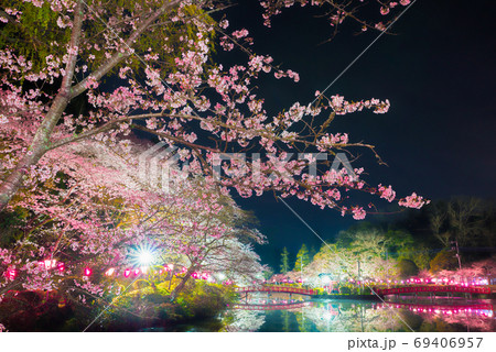 茂原公園の夜桜ライトアップ夜景 千葉県茂原市 年3月の写真素材