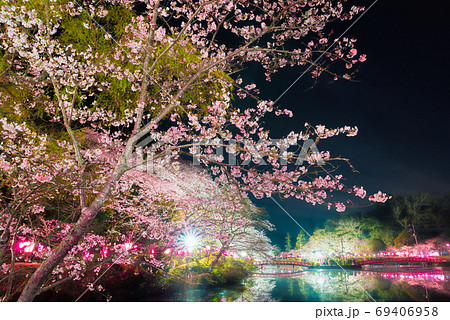 茂原公園の夜桜ライトアップ夜景 千葉県茂原市 年3月の写真素材