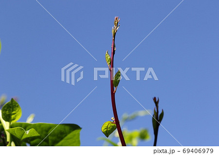 東南アジア原産の野菜 ツルムラサキの蔓の写真素材