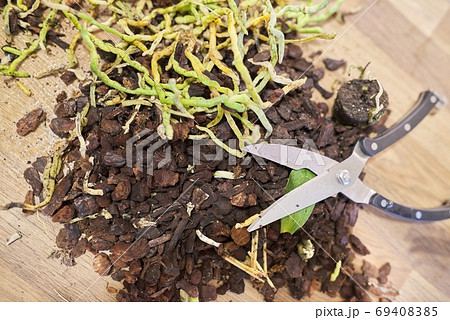 Care, replanting orchids, primer for orchids, secateurs, treatment of diseased plants 69408385
