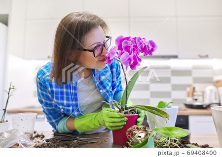 Flower Phalaenopsis orchid in pot, woman caring transplanting plant Flower Phalaenopsis orchid in pot, woman caring transplanting plant 69408400