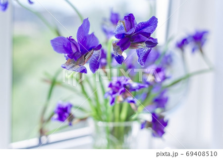 Close up of beautiful blue purple irises in a vase on the window 69408510