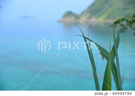 奄美大島　加計呂麻島　穏やかな須子茂の海　7 69408799