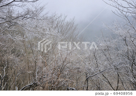 丹沢 岳ノ台の霧氷 丹沢 岳ノ台の霧氷 69408956