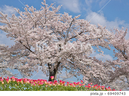 桜とチューリップの写真素材